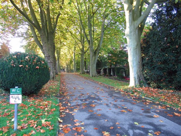 Allee mit hochgewachsenen Bäumen